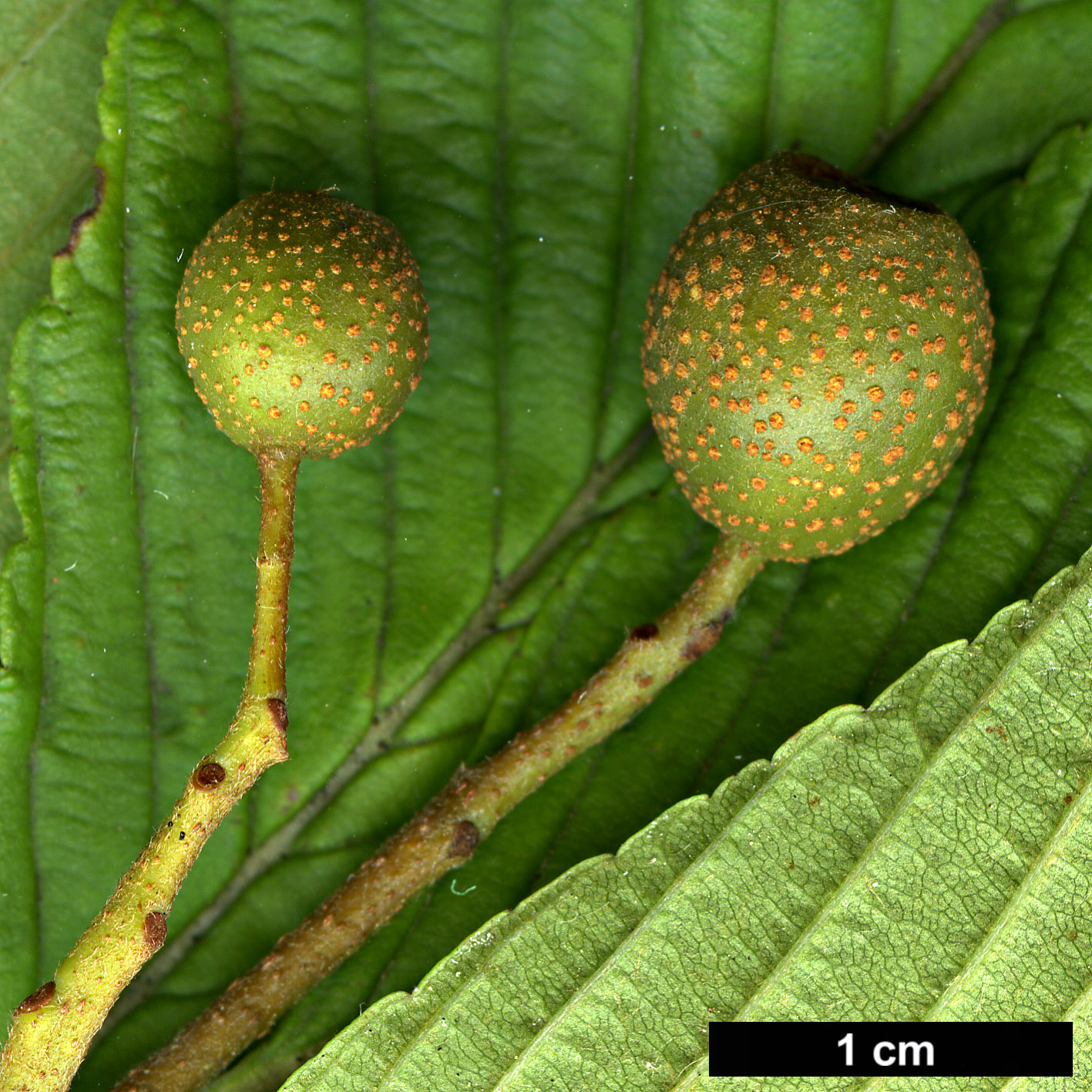 High resolution image: Family: Rosaceae - Genus: Sorbus - Taxon: meliosmifolia